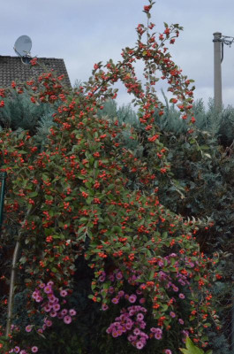 Cotoneaster_francheqttii.18-4.jpg