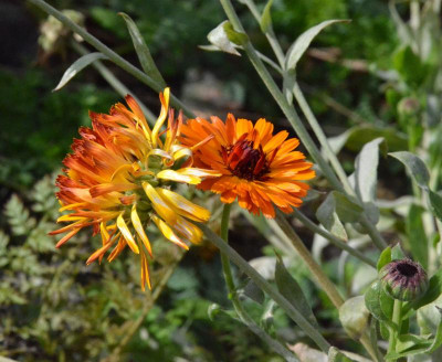 Calendula-SPG.18-2.jpg