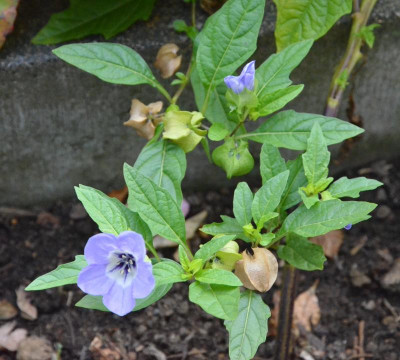 Nicandra_physaloides.18-2.jpg