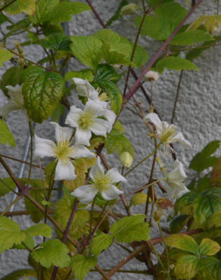 Clematis-Jasper.18-1.jpg