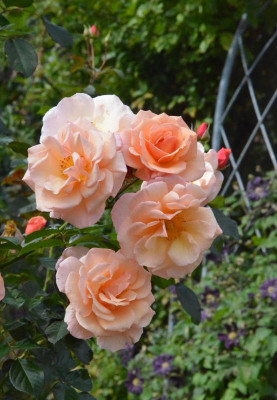 Rose-ScentedWhisper.18-3.jpg