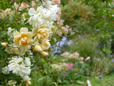 2018-10-04 Rosen 'Christine Helene'.jpg