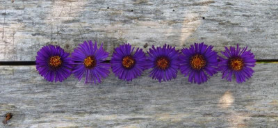 2016-09-11 Aster n.-a. 'Violetta' - 'Constanze' - 'Nachtauge' - 'Büchter Nacht' - Sämling KFG - 'Marina Wolkonsky' 2.jpg