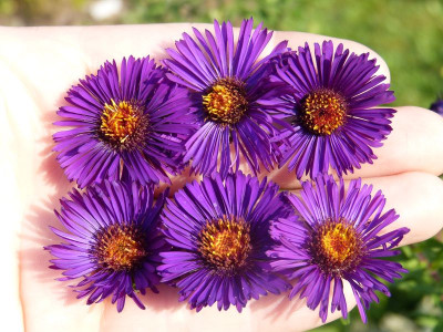 2016-09-11 Aster n.-a. 'Violetta' - 'Constanze' - 'Nachtauge' - 'Büchter Nacht' - Sämling KFG - 'Marina Wolkonsky'.jpg