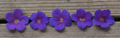 Geranium-Taeterfoto-1.jpg