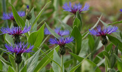 Centaurea-montana-050507.jpg