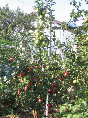 IMG_5214 Aldi Ida Red und Wiltshire.jpg