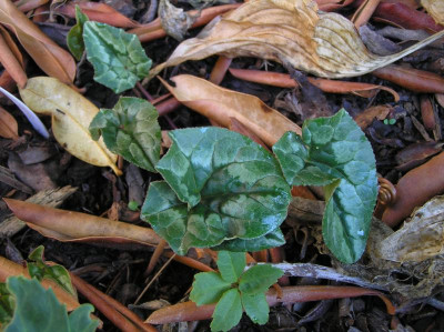 Cyclamen Oktober 2018 006.JPG