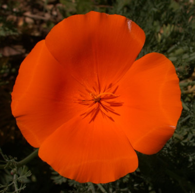 Kalifornischer_Goldmohn_mit_Glanz__S1_33357.jpg