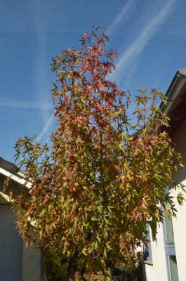 Amberbaum-18-2.jpg