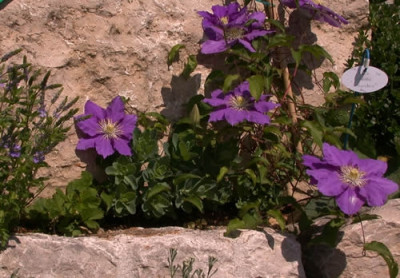 Ehrenpreis_Fetthenne_Waldrebe_Lasurstern_T_33398.jpg