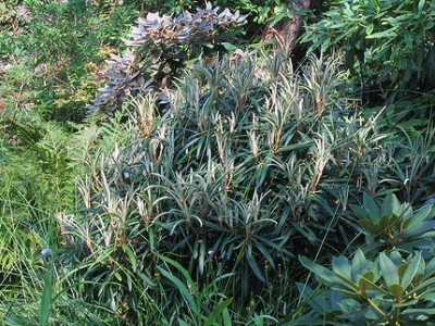 Rhododendron_makinoi.jpg