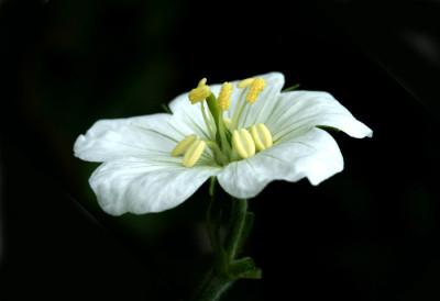 Geranium-maculatum-Album.jpg