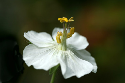 Geranium-phaeum-Album-1.jpg