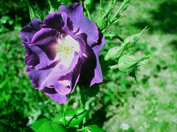 rhapsodyinblue1.jpg