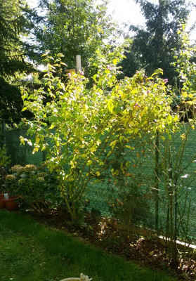 2018-10-06_11.41.09.jpg