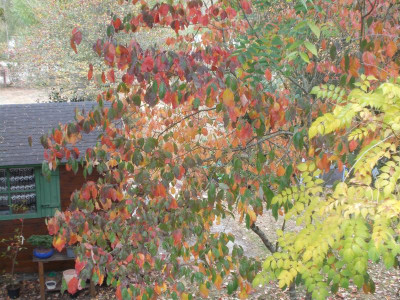 Cornus florida.JPG