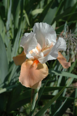 A3086_Large.JPG