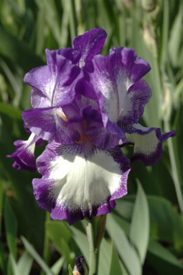 A3087_Large.JPG