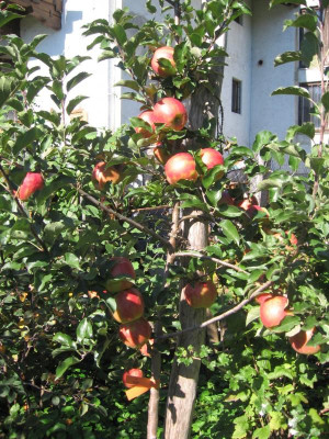IMG_5258 Karneval Baum.jpg