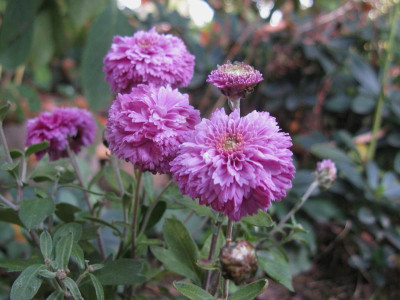 Udos Winteraster (2).JPG