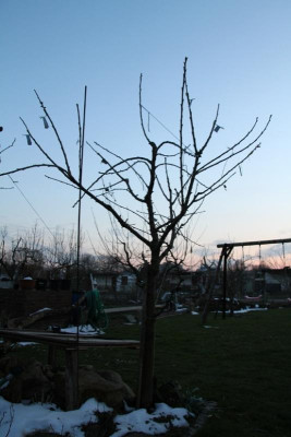 BurlatMärz2013.JPG