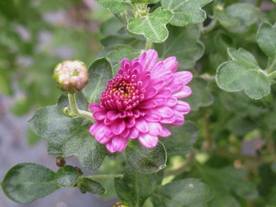 Anastasia Staudensichtung 071018.JPG