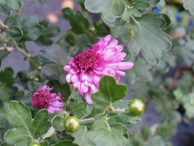 Rotes Julchen Sarastro 071018.JPG