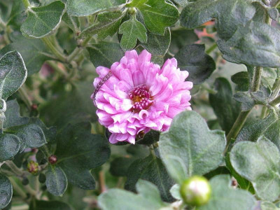 Rotes Julchen Horstmann 071018.JPG