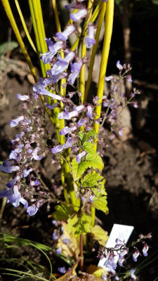 20181007_161333.jpg