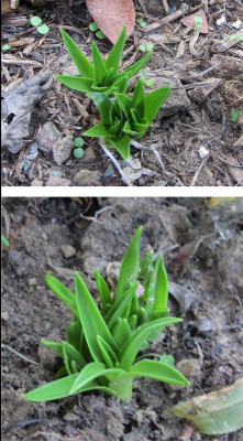 S_peruviana_Okt_18.jpg