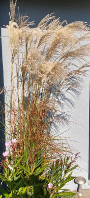Miscanthus-KleineFontäne-Anke.18.jpeg