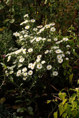 DSCF6894_3429.JPG