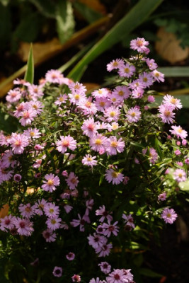 DSCF6895_3430.JPG