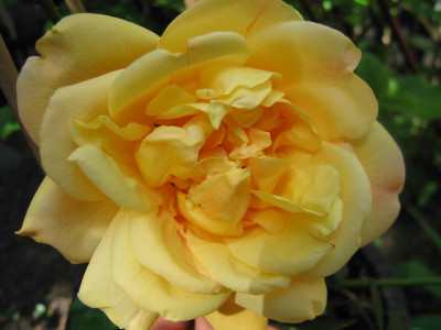rosegelbduft1.jpg