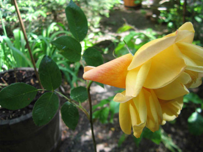 rosegelbduft2.jpg