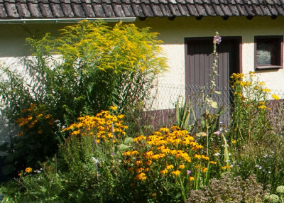Goldrute_Gartenhaus.jpg