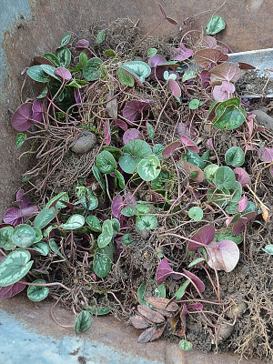DSC_4958-Cyclamen-Schubkarre_002.JPG