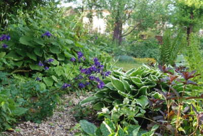 hosta_weg_frei.jpg
