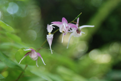 epimedium_grandiflorum_chris_norton.jpg
