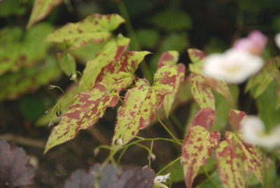epimedium_chlorandrum_blatt.jpg