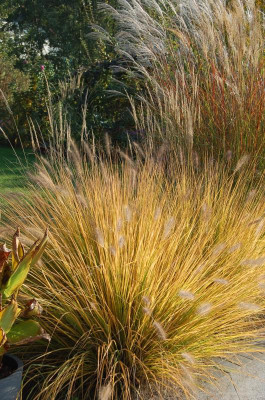 Pennisetum 'Cassian'.jpg