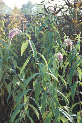 Rostrinucula depedens 'Purple Plume'.jpg