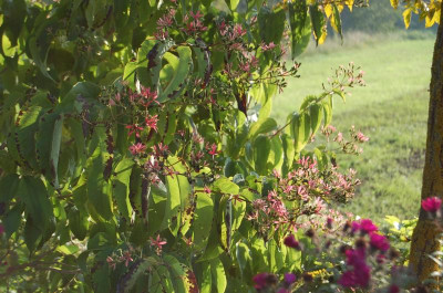 Heptacodium.jpg