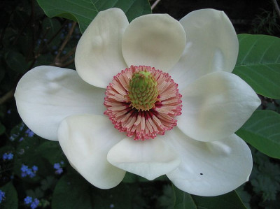 Magnolia_x_wieseneri_Bluete_fars_2007.jpg