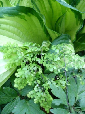 FarnDSC02962jpg.jpg