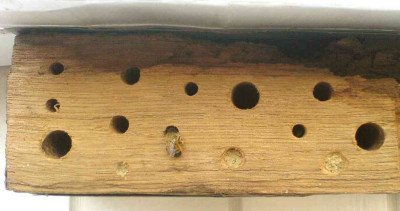 Bienenholz240407.jpg