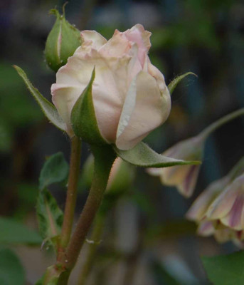 Rosen_2007_DSC_0164.jpg