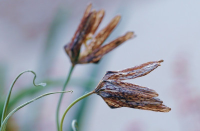 Schachbrettblume_verbluht_1_05-05-2007.jpg