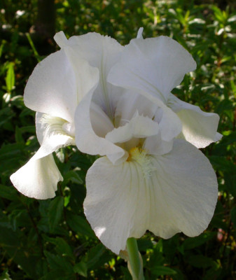 Unbekannte_weie_Iris_barbata_media.jpg